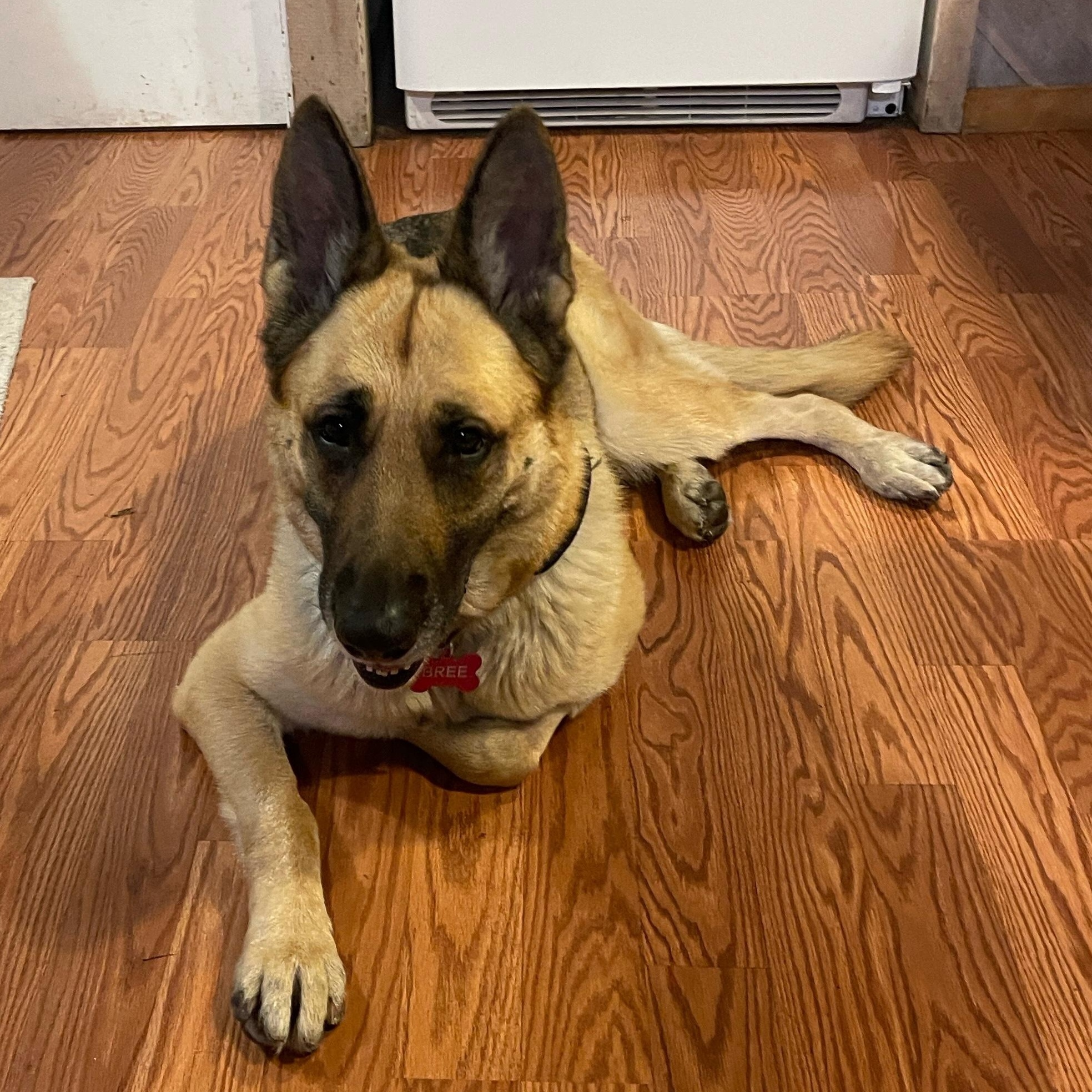 Enlarge Bree, a ADOPTABLE German Shepherd Dog in Tahoma , CA image 2/6