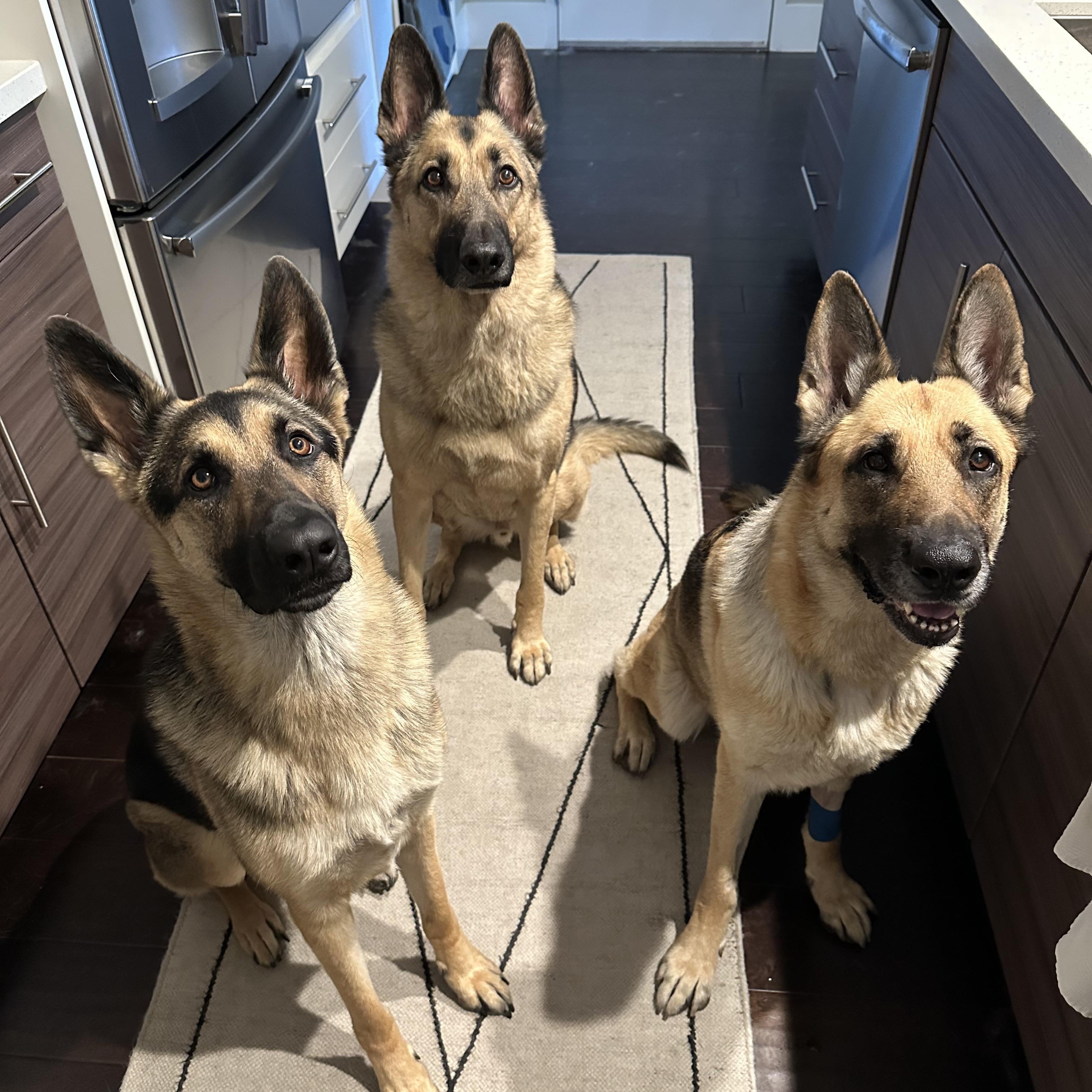 Enlarge Bree, a ADOPTABLE German Shepherd Dog in Tahoma , CA image 4/6