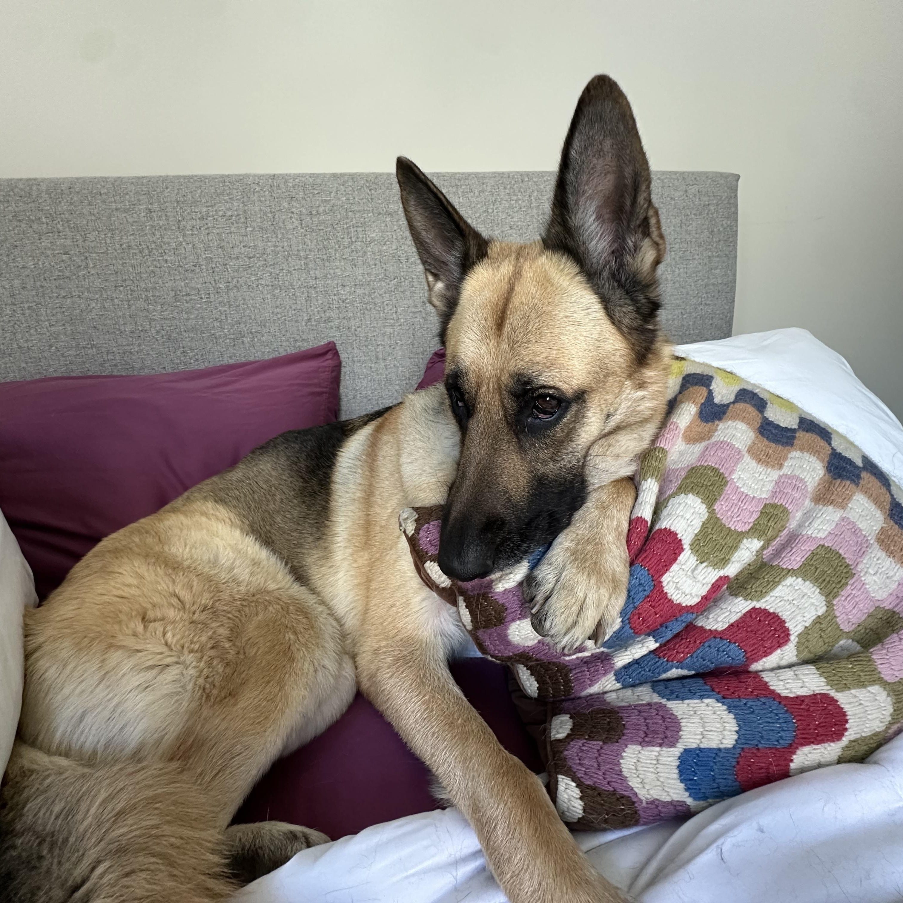 Enlarge Bree, a ADOPTABLE German Shepherd Dog in Tahoma , CA image 3/6