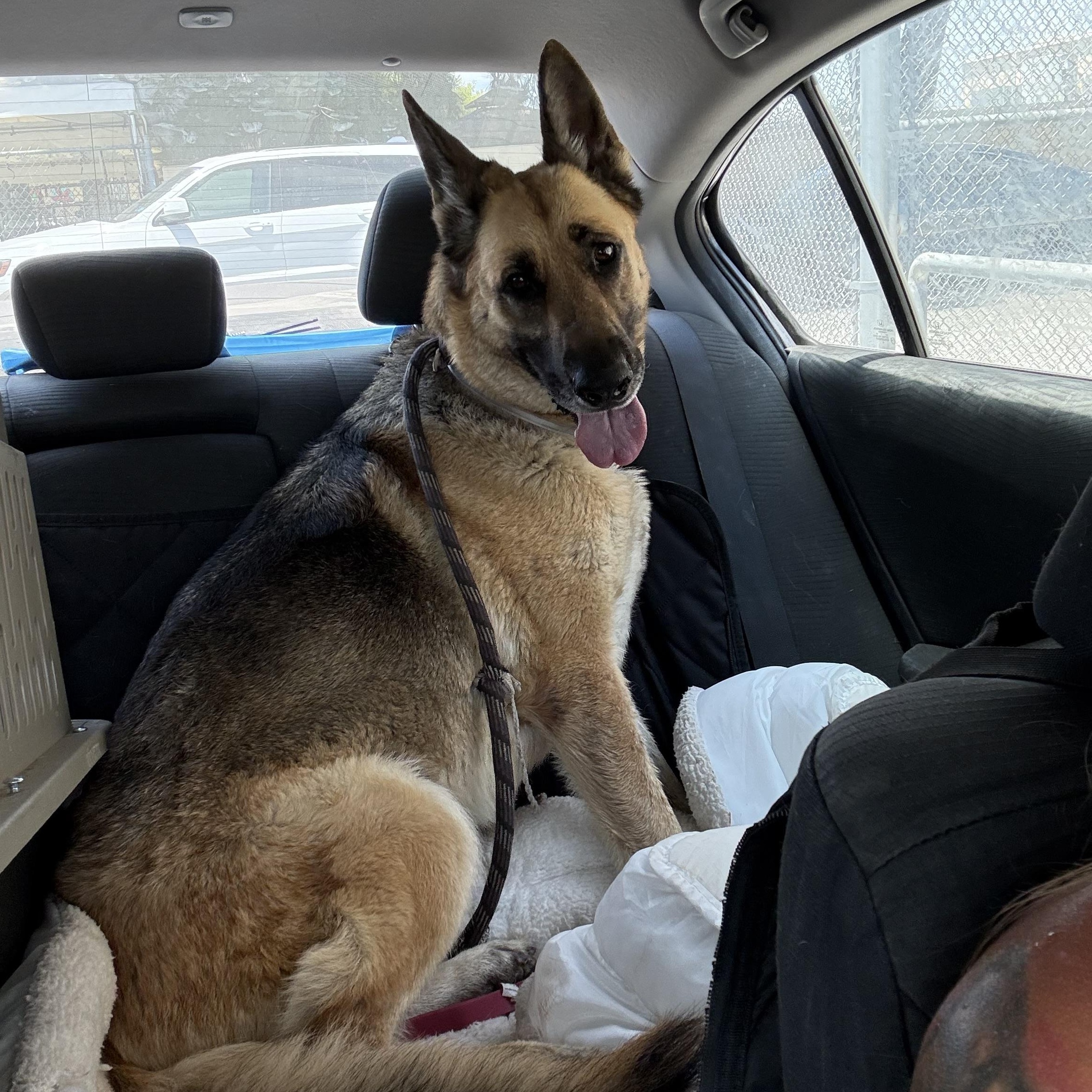 Enlarge Bree, a ADOPTABLE German Shepherd Dog in Tahoma , CA image 6/6