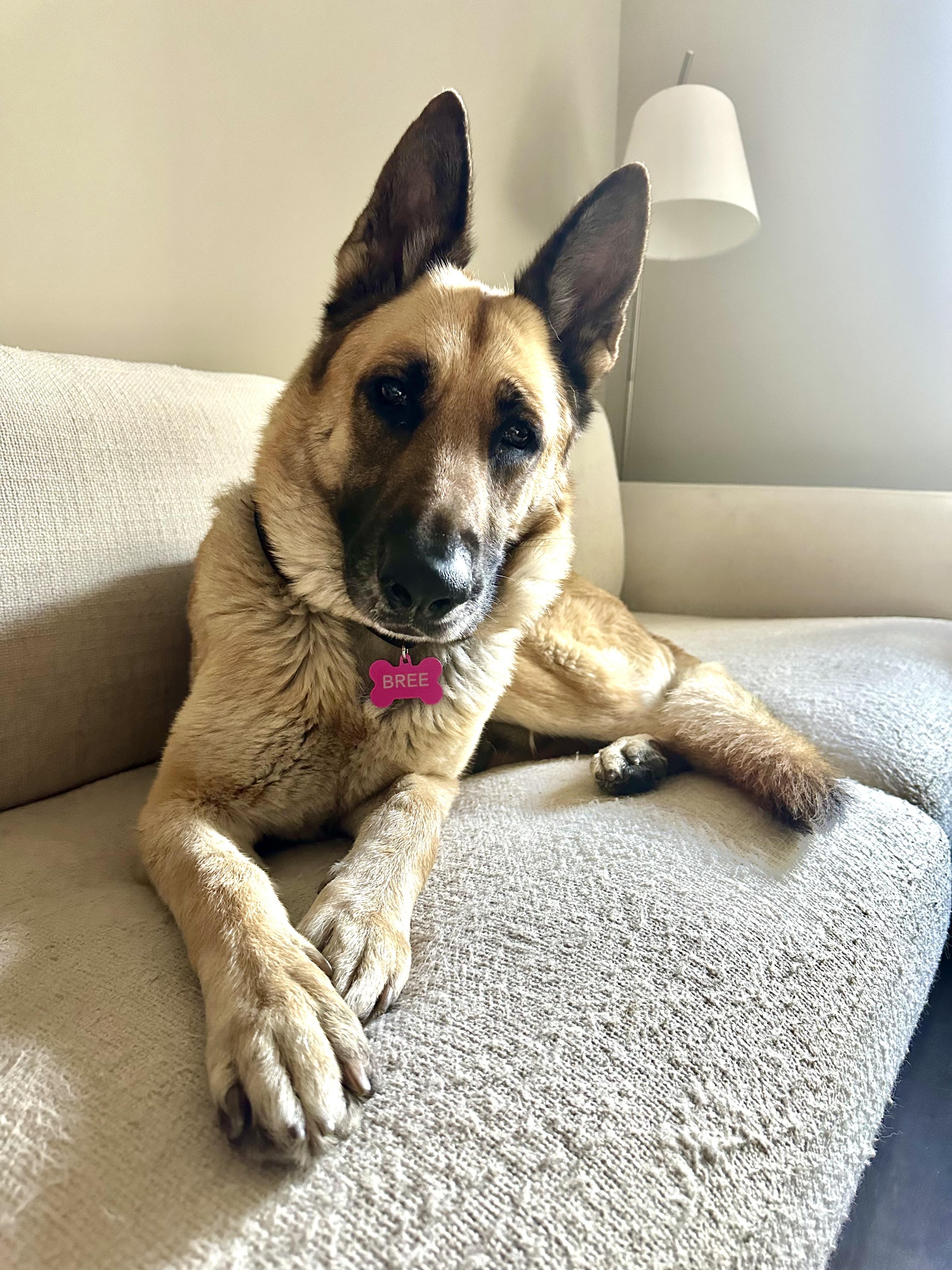 Enlarge Bree, a ADOPTABLE German Shepherd Dog in Tahoma , CA image 1/6