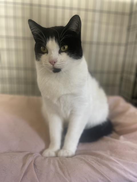 Enlarge MJ, a ADOPTABLE Domestic Short Hair in South Ozone Park, NY image 4/6