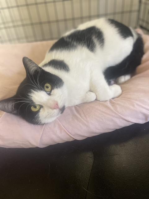 Enlarge MJ, a ADOPTABLE Domestic Short Hair in South Ozone Park, NY image 1/6