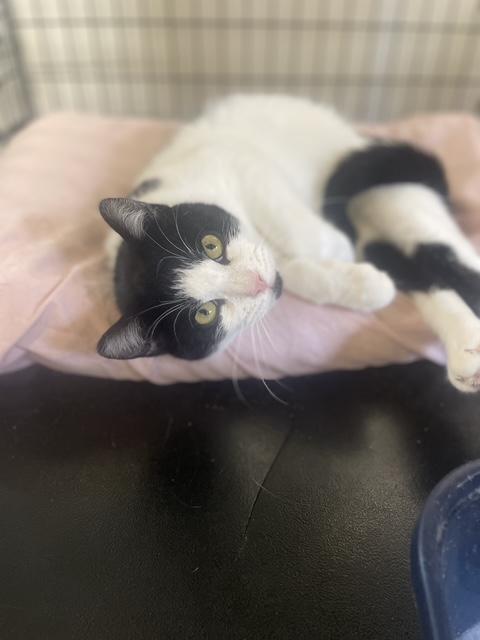 Enlarge MJ, a ADOPTABLE Domestic Short Hair in South Ozone Park, NY image 3/6