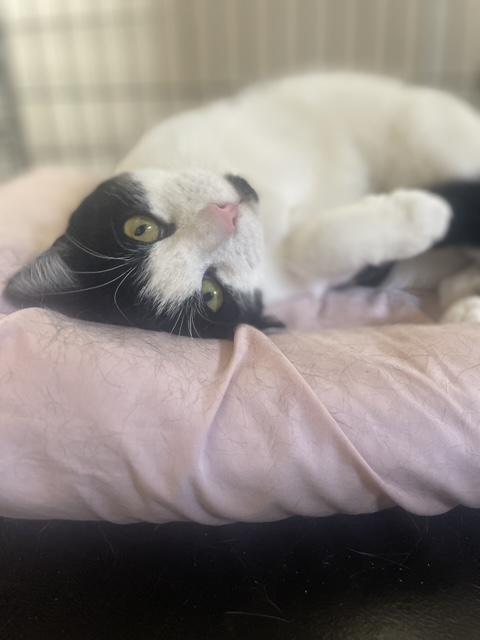 Enlarge MJ, a ADOPTABLE Domestic Short Hair in South Ozone Park, NY image 5/6