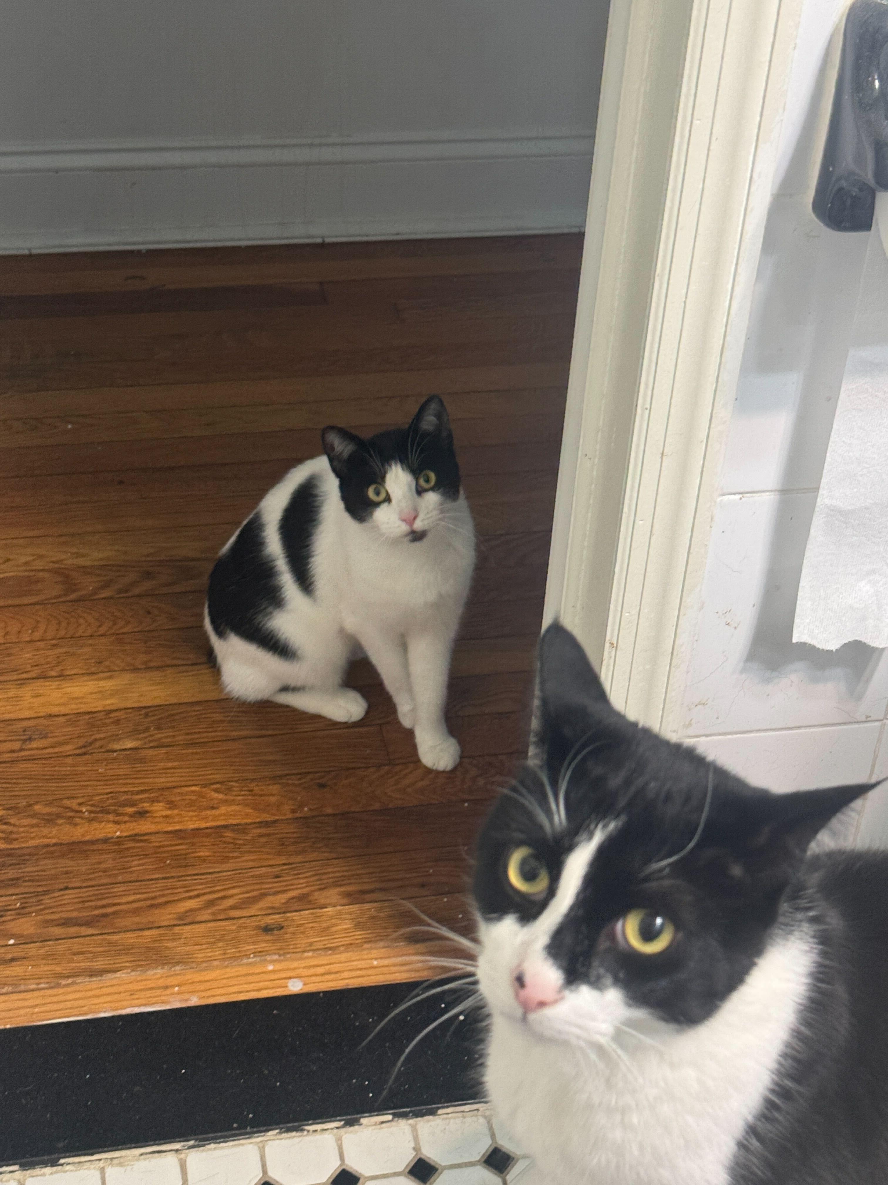 Enlarge MJ, a ADOPTABLE Domestic Short Hair in South Ozone Park, NY image 4/6