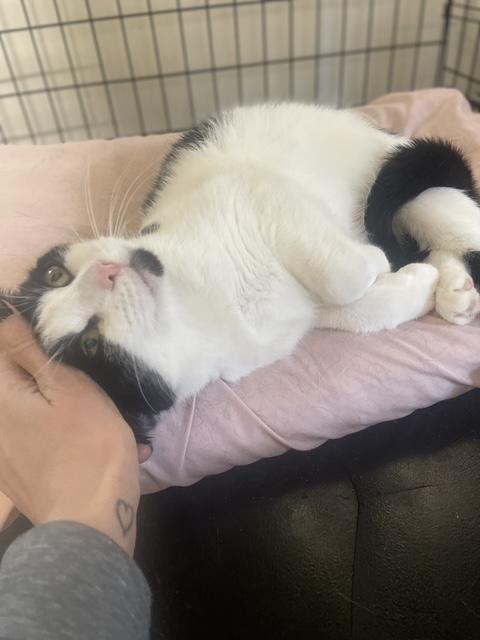 Enlarge MJ, a ADOPTABLE Domestic Short Hair in South Ozone Park, NY image 6/6