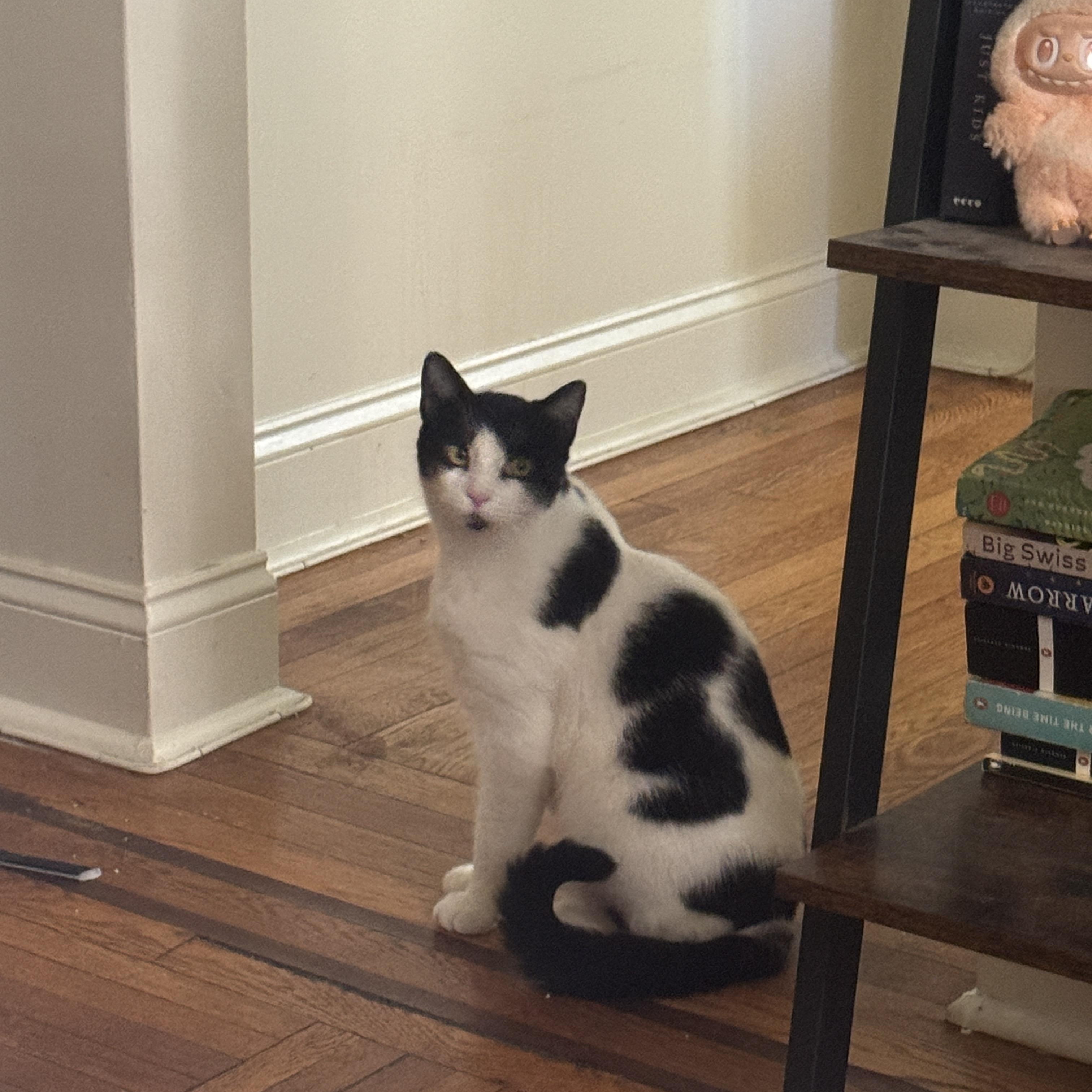 Enlarge MJ, a ADOPTABLE Domestic Short Hair in South Ozone Park, NY image 2/6