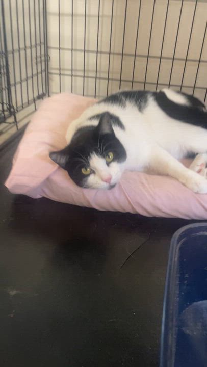 Enlarge MJ, a ADOPTABLE Domestic Short Hair in South Ozone Park, NY video 2/6
