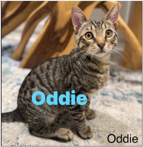 Oddie And Ozzie thumbnail 2
