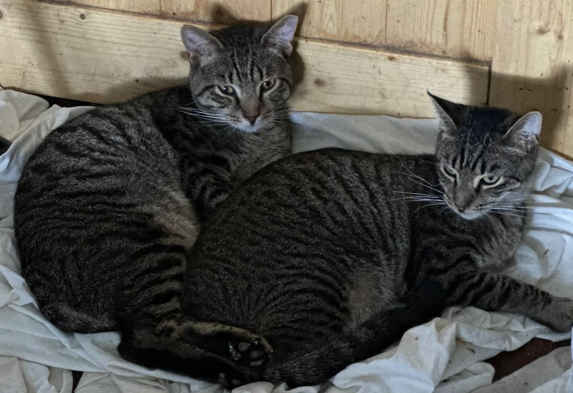 Oddie and Ozzie, Adoptable, Kitten Male Tiger.