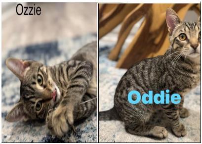 Enlarge Oddie and Ozzie, a Adoptable Tiger in Duette, FL image 3/5