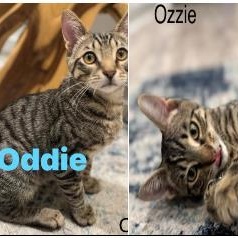 Oddie And Ozzie thumbnail 4