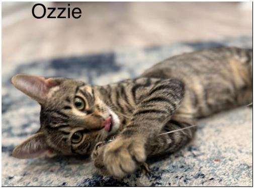 Oddie And Ozzie thumbnail 5