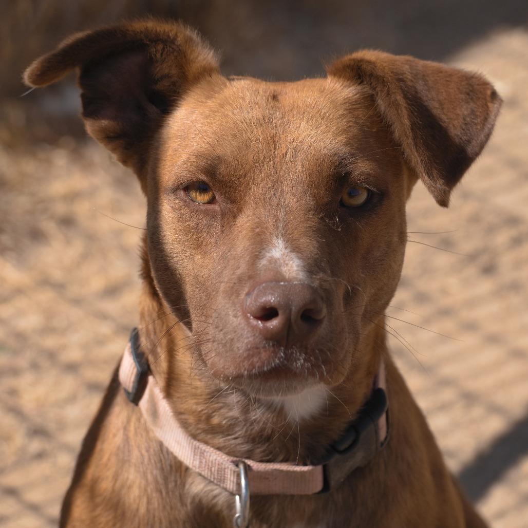 Missy, Adoptable, Adult Female Plott Hound.