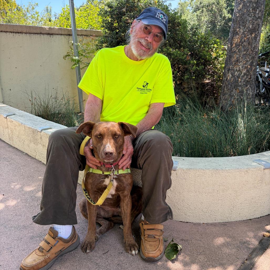 Enlarge Missy, a Adoptable Plott Hound in Ojai, CA image 4/5