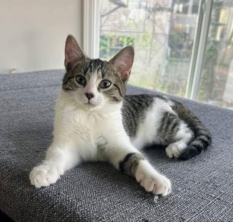 Glen, Adopted, Young Male Tabby & Domestic Short Hair.