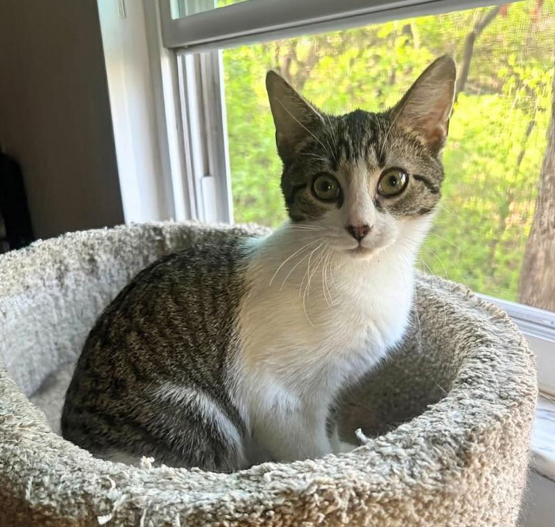 Enlarge Glen, a Adopted mixed breed in Knoxville, TN image 2/3