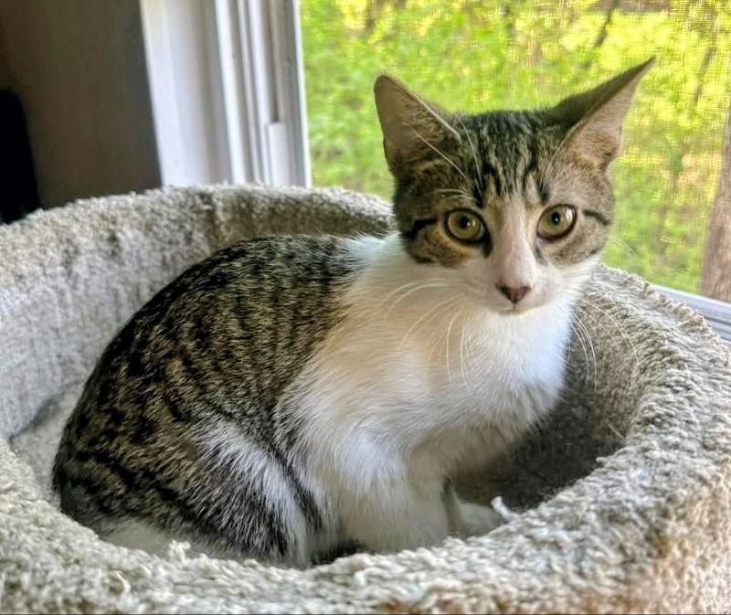 Enlarge Glen, a Adopted mixed breed in Knoxville, TN image 3/3