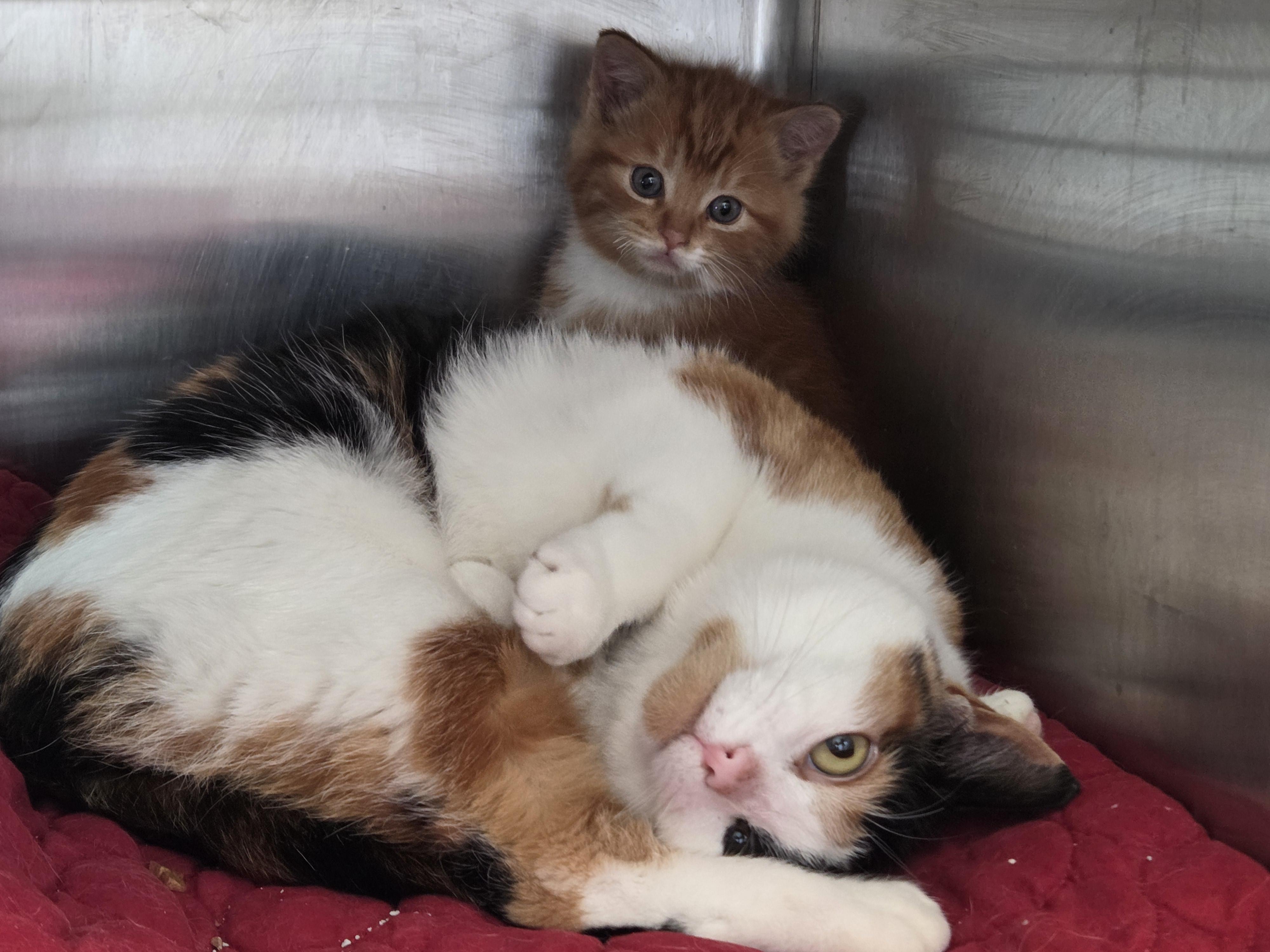 Enlarge Milkshake , an adoptable Domestic Short Hair in New Westminster, BC image 2/3