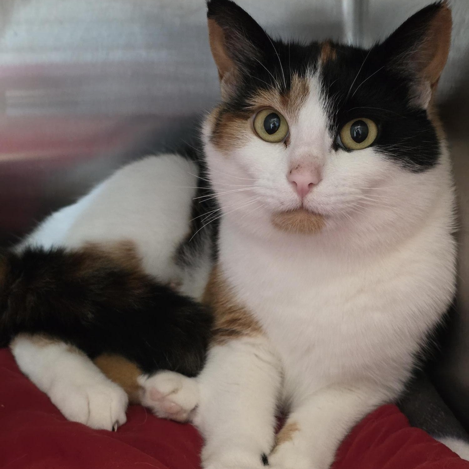 Milkshake , adoptable, Adult Female Domestic Short Hair.