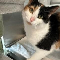 Enlarge Milkshake , an adoptable Domestic Short Hair in New Westminster, BC image 3/3