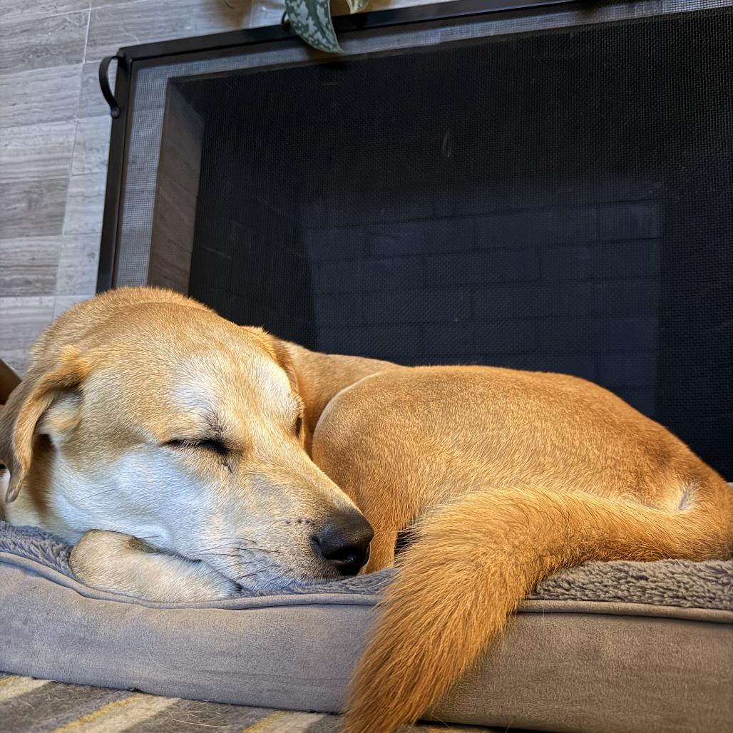 NACHO, Adoptable, Adult Male Redbone Coonhound & Mixed Breed.