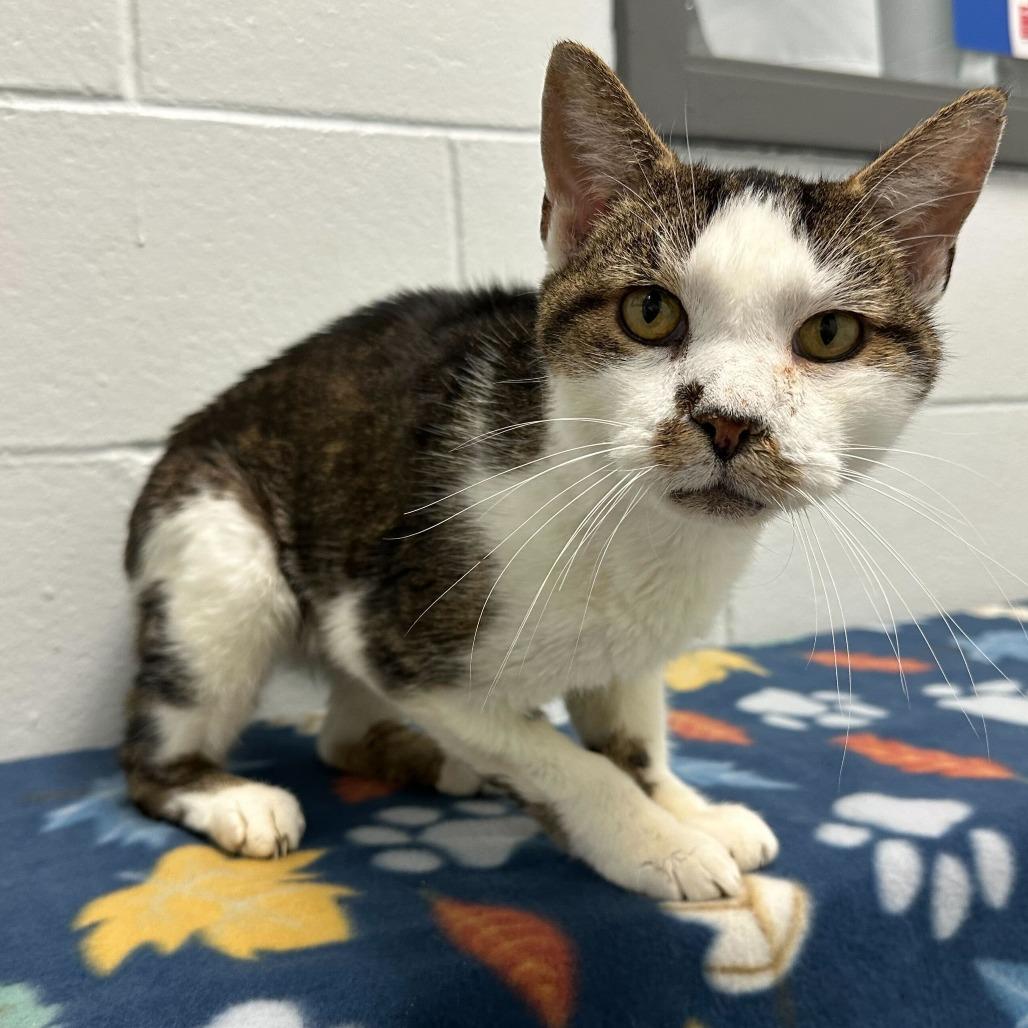 Weebles, Adoptable, Senior Male Domestic Short Hair.