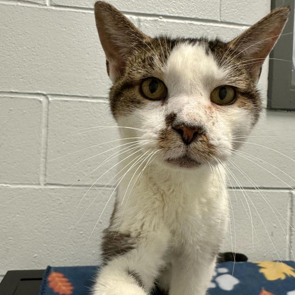 Enlarge Weebles, a Adoptable Domestic Short Hair in Dayton, OH image 2/5