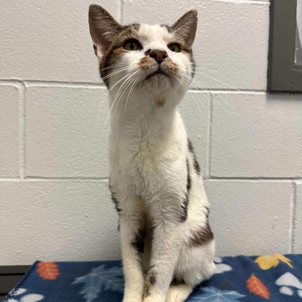 Enlarge Weebles, a Adoptable Domestic Short Hair in Dayton, OH image 3/5