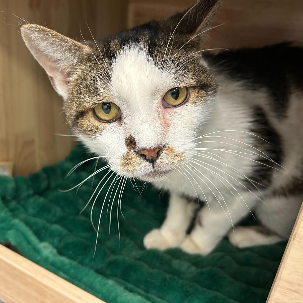 Enlarge Weebles, a Adoptable Domestic Short Hair in Dayton, OH image 4/5