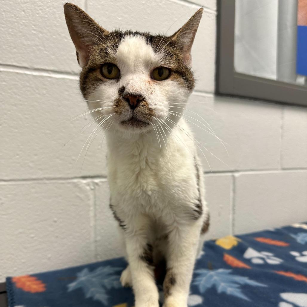 Enlarge Weebles, a Adoptable Domestic Short Hair in Dayton, OH image 5/5
