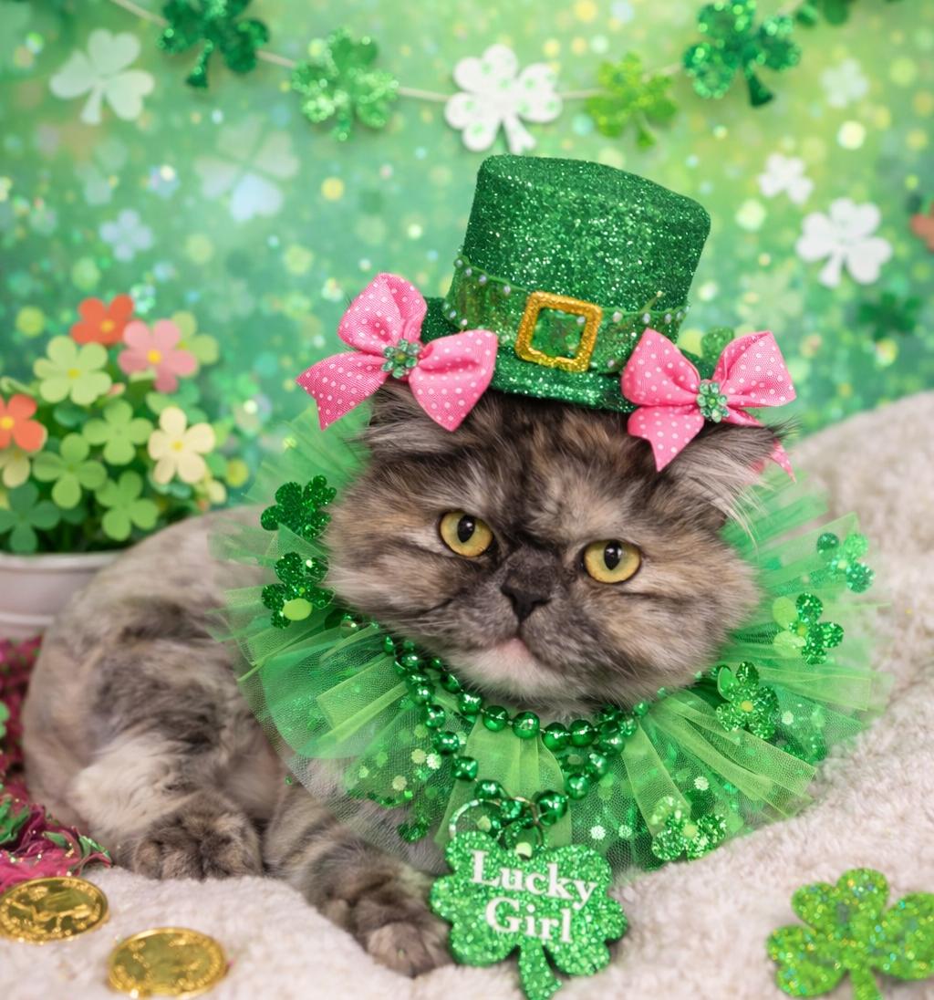 Ash, adopted, Adult Female Domestic Long Hair & Himalayan.