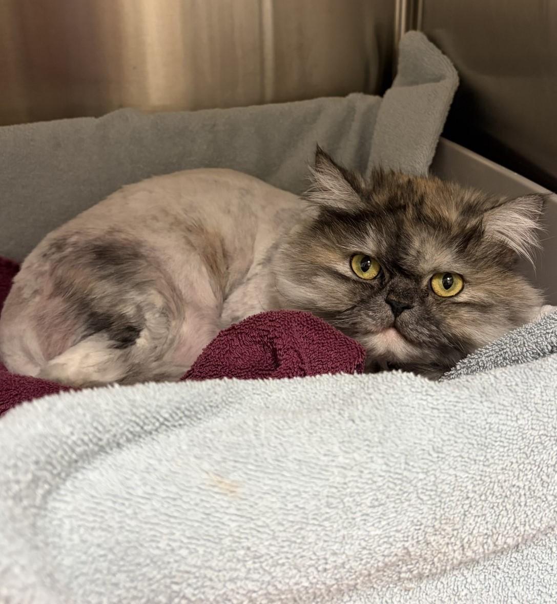 Enlarge Ash, an adopted mixed breed in Mississauga, ON image 6/6