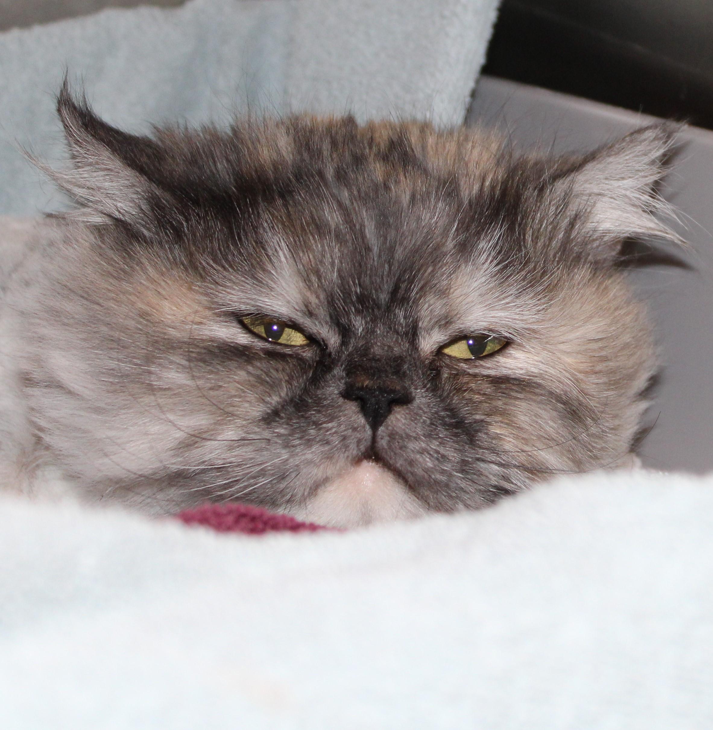 Enlarge Ash, an adopted mixed breed in Mississauga, ON image 2/6