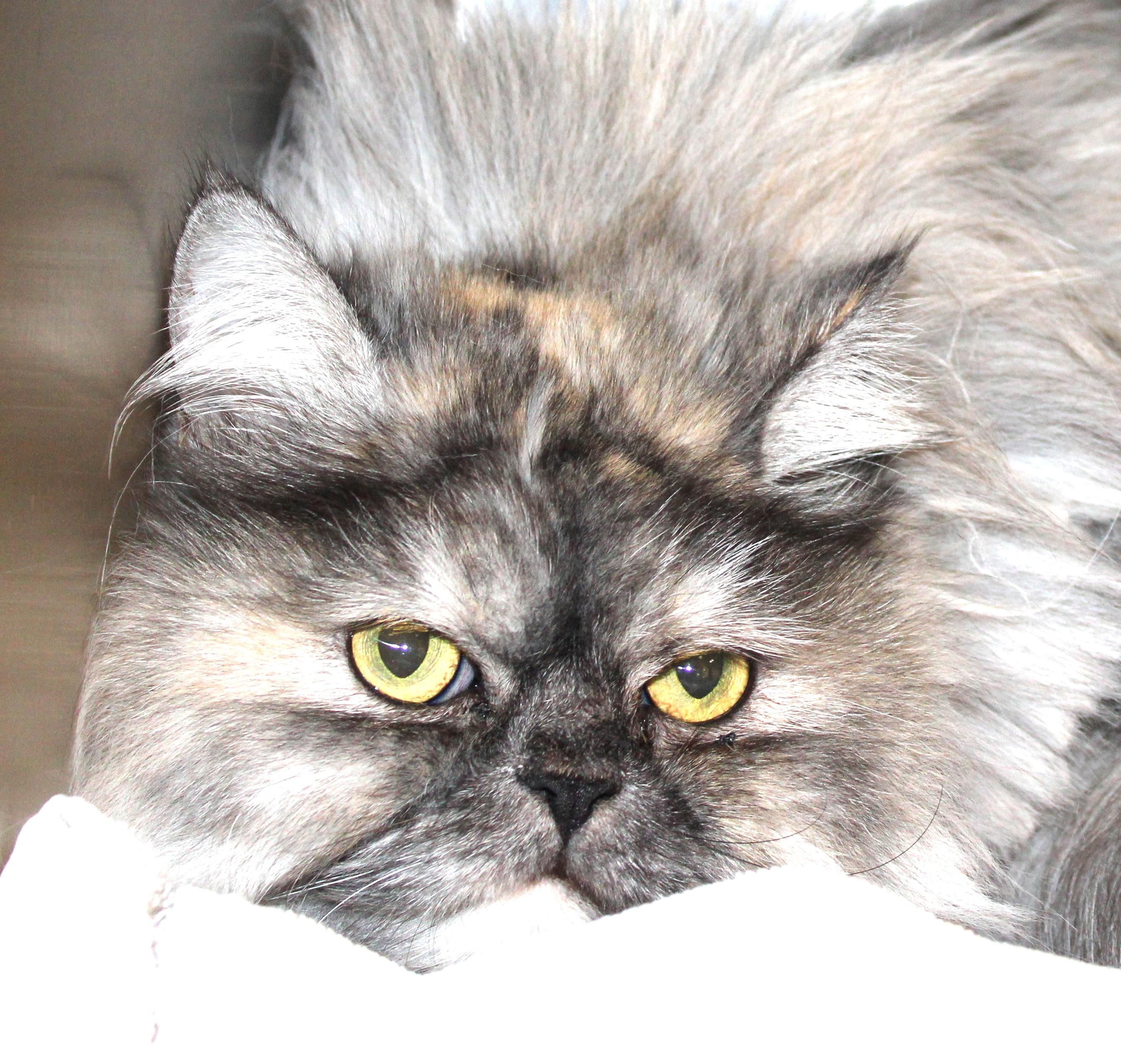 Enlarge Ash, an adopted mixed breed in Mississauga, ON image 3/6