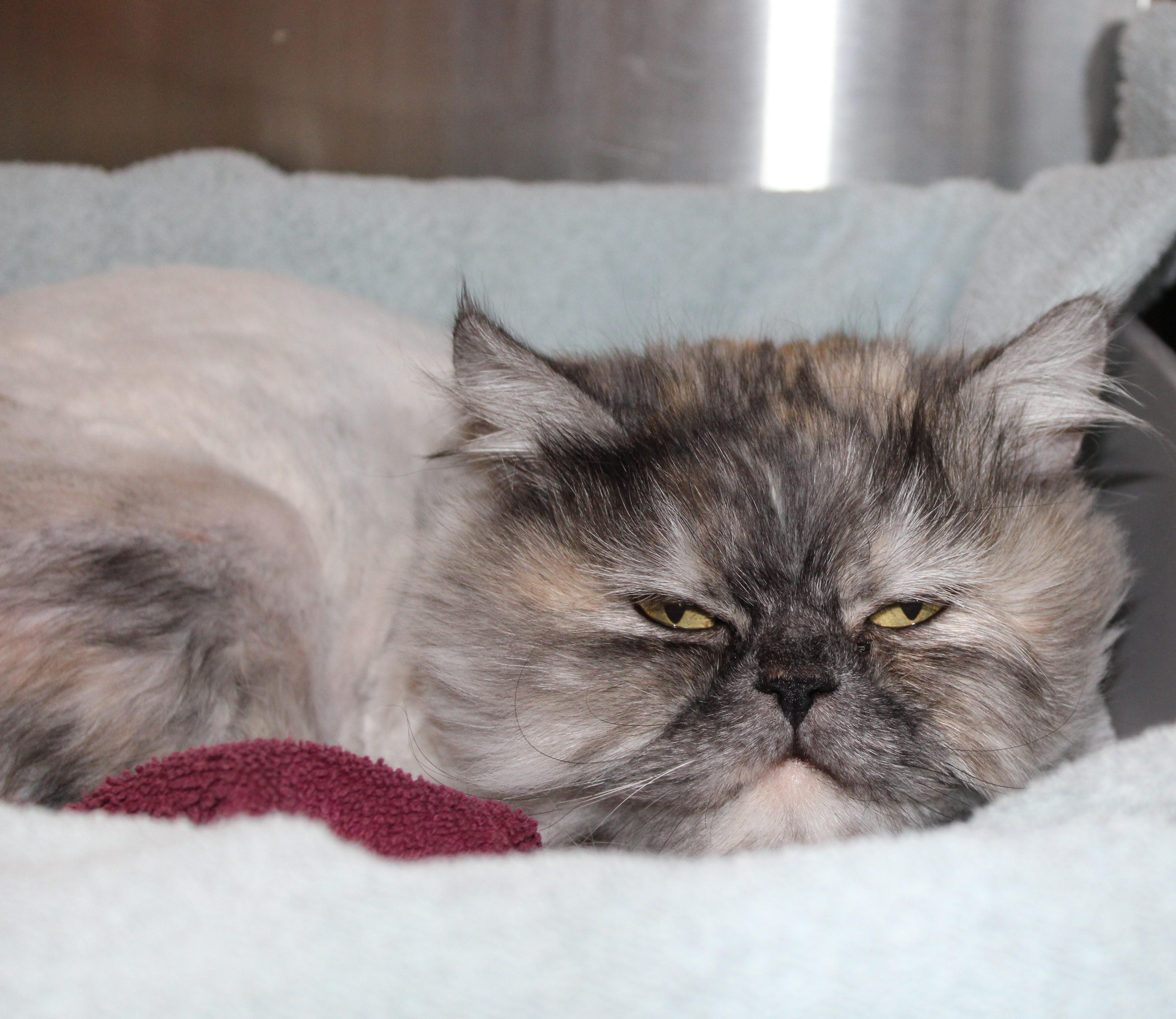 Enlarge Ash, an adopted mixed breed in Mississauga, ON image 5/6