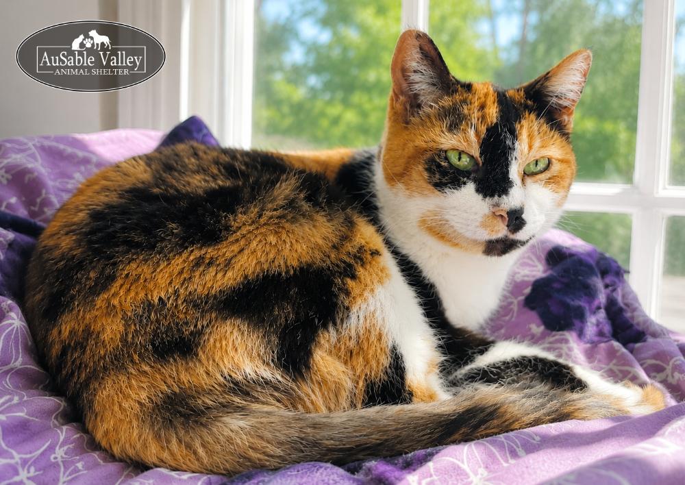 Enlarge Jill, a ADOPTABLE Domestic Short Hair in Grayling, MI image 3/4