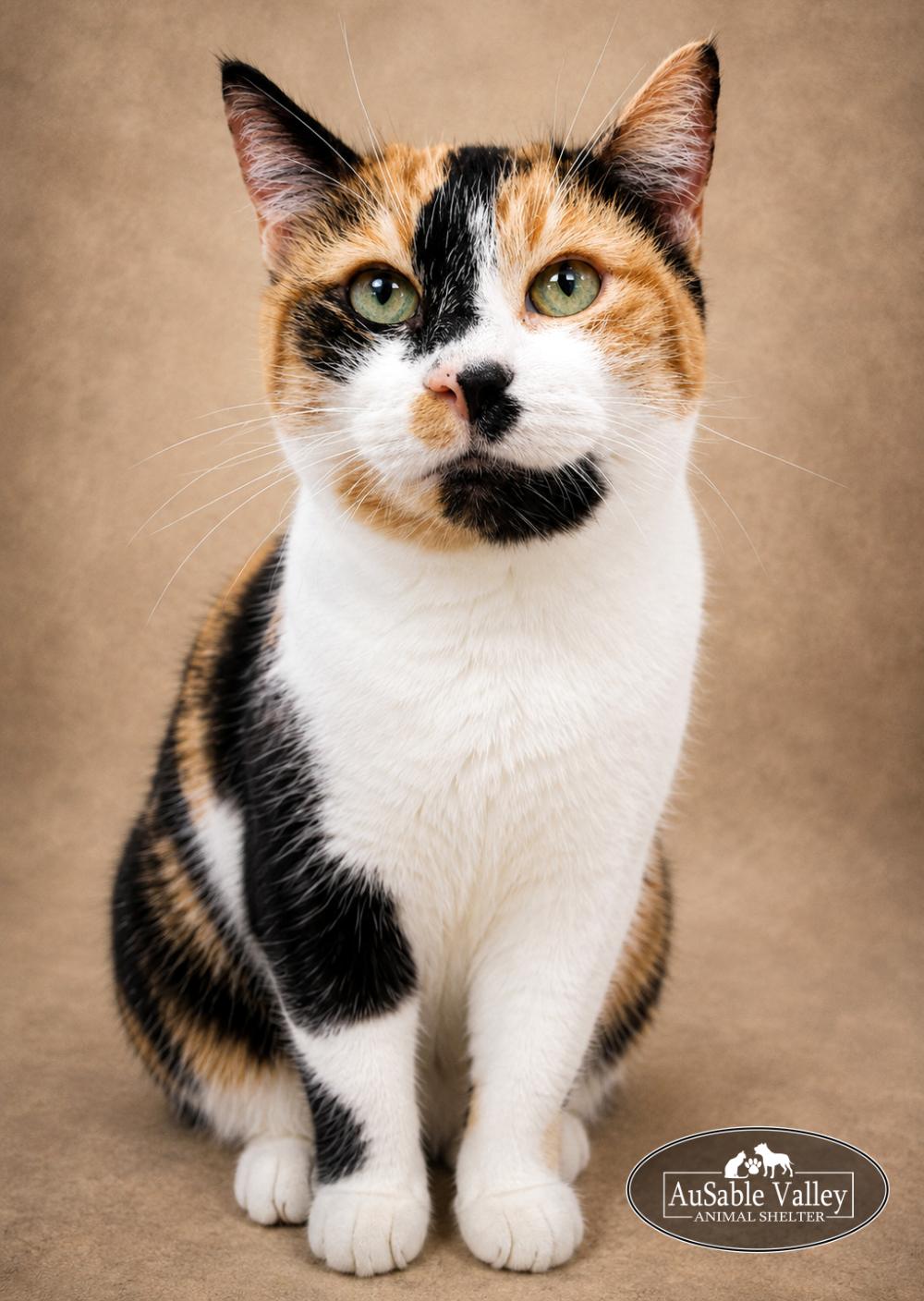 Jill, a ADOPTABLE Domestic Short Hair in Grayling, MI image 3/4