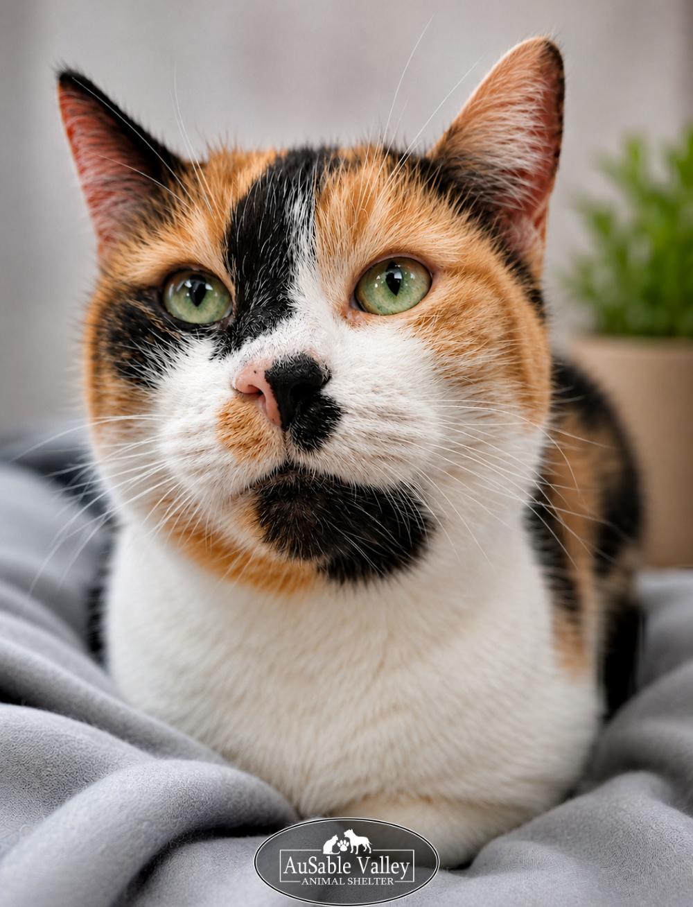 Jill, a ADOPTABLE Domestic Short Hair in Grayling, MI image 1/4