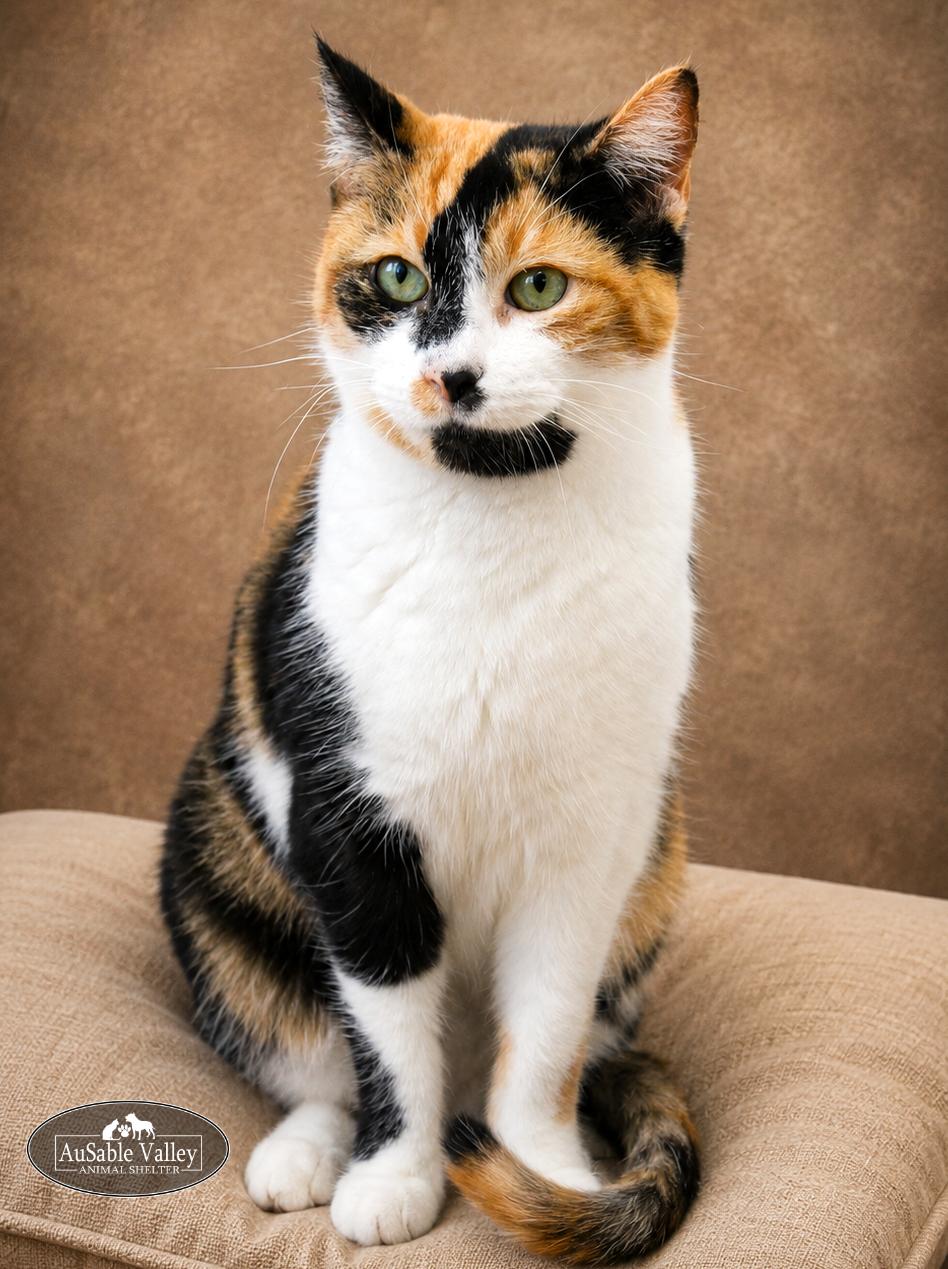 Jill, a ADOPTABLE Domestic Short Hair in Grayling, MI image 2/4