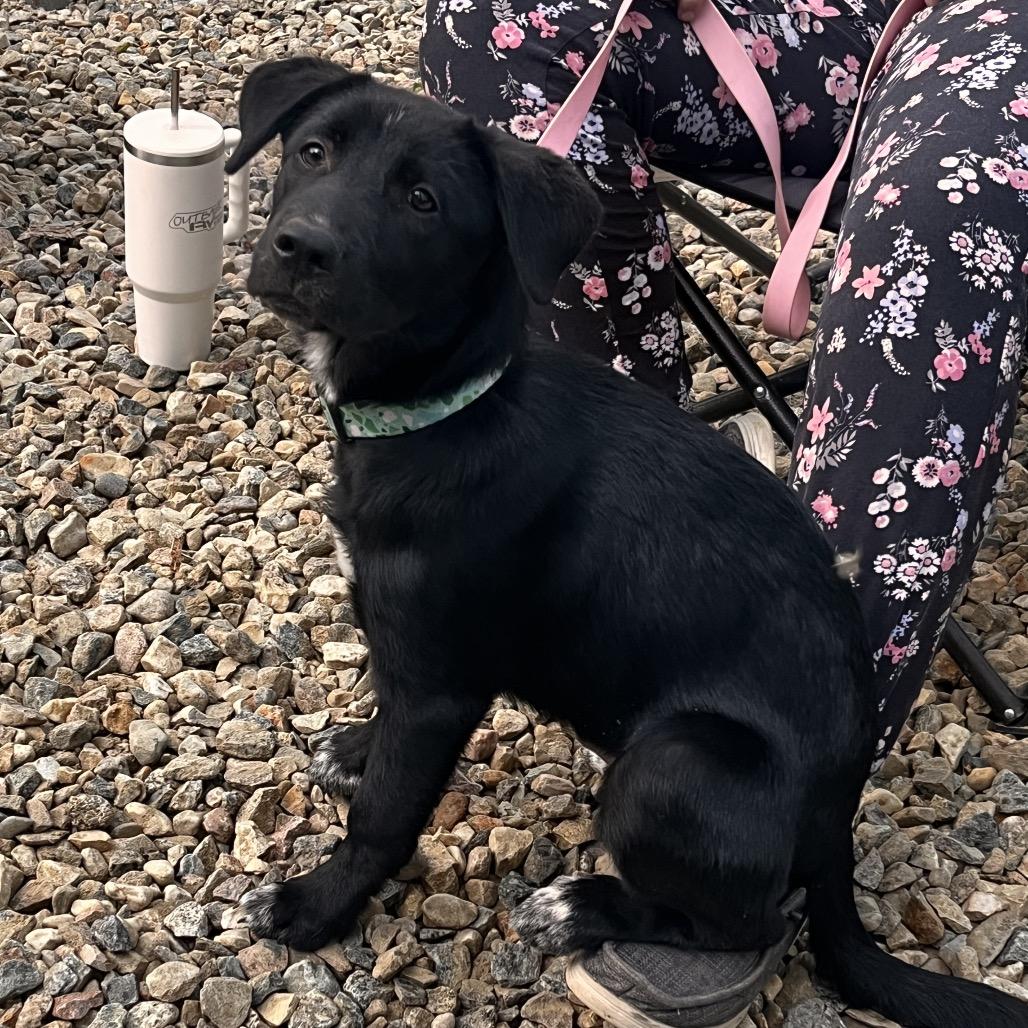 Hank, Adoptable, Young Male Black Labrador Retriever.