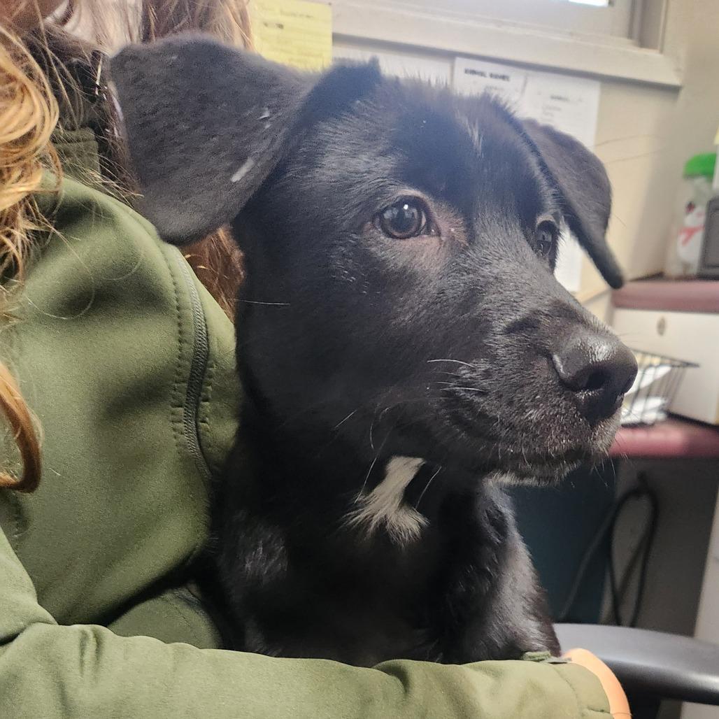 Hank, a Adoptable Black Labrador Retriever in North Battleford, SK image 2/6