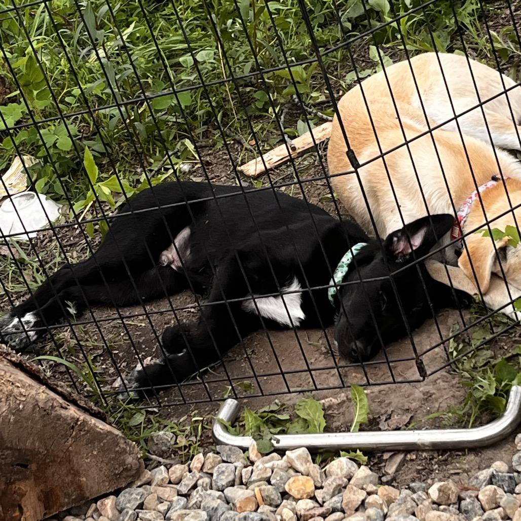 Hank, a Adoptable Black Labrador Retriever in North Battleford, SK image 3/6