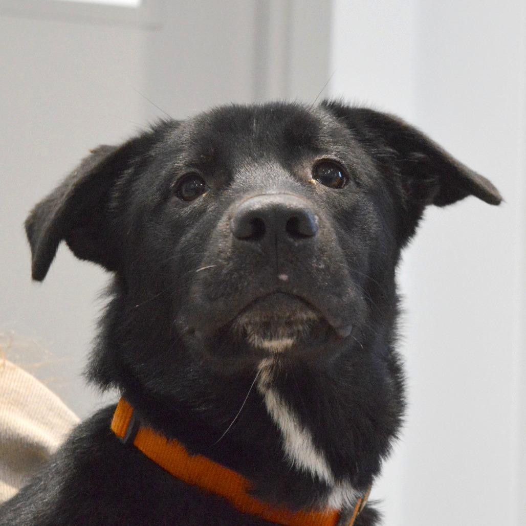 Hank, a Adoptable Black Labrador Retriever in North Battleford, SK image 4/6