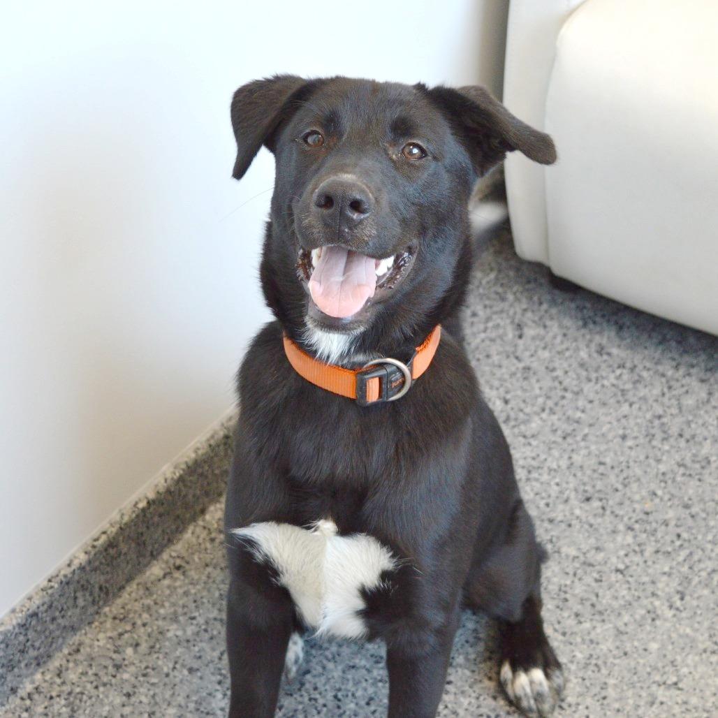 Hank, a Adoptable Black Labrador Retriever in North Battleford, SK image 5/6