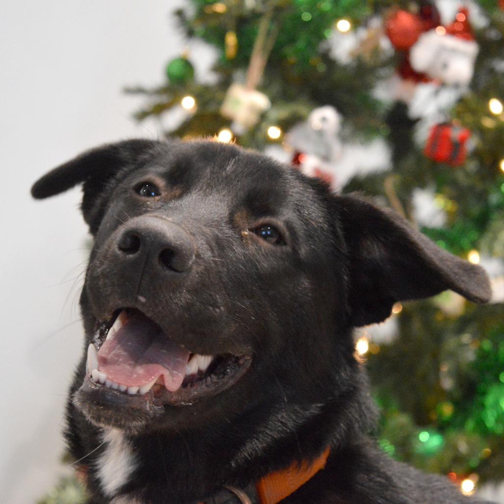 Hank, a Adoptable Black Labrador Retriever in North Battleford, SK image 6/6