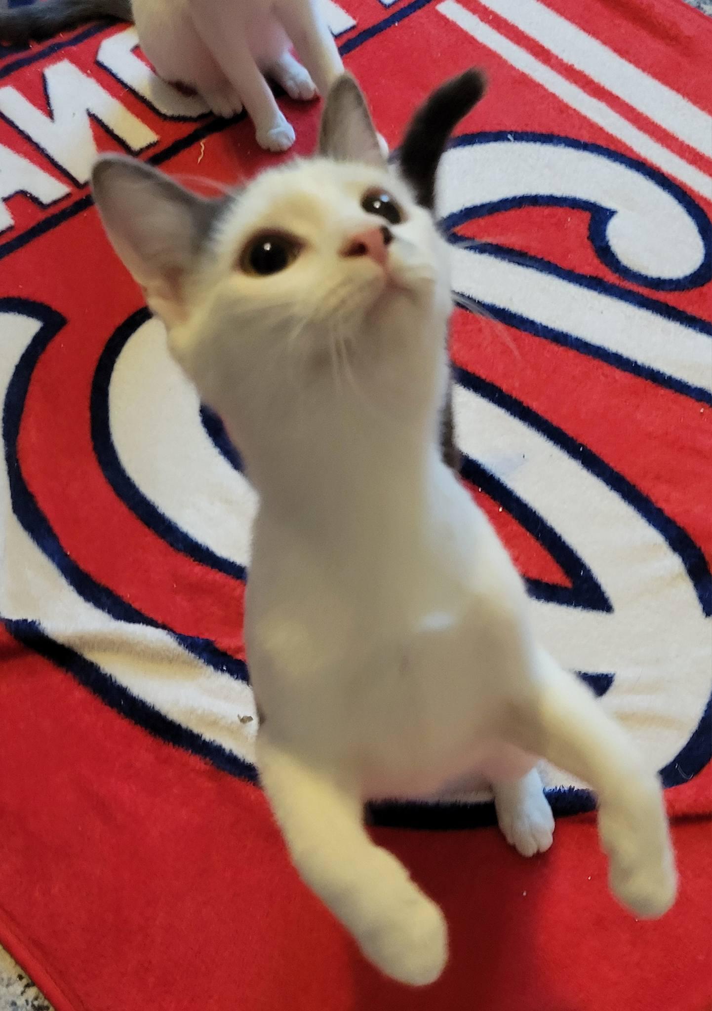 Enlarge Pandora, a ADOPTABLE Domestic Short Hair in Gerrardstown, WV image 6/6