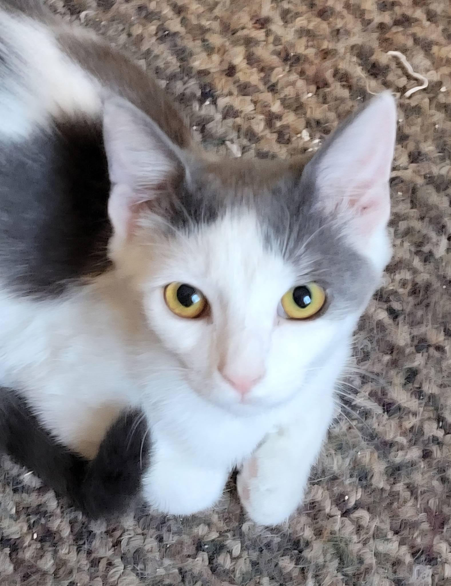 Enlarge Pandora, a ADOPTABLE Domestic Short Hair in Gerrardstown, WV image 2/6