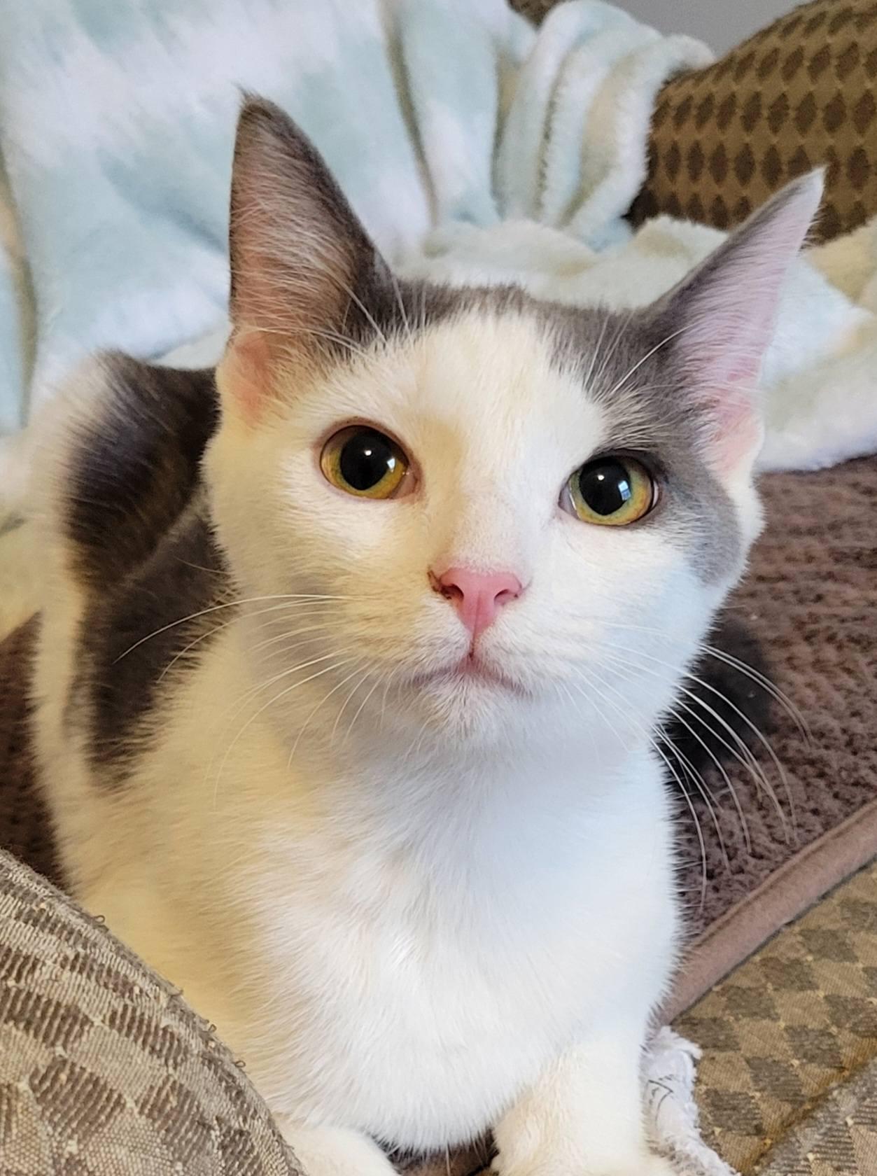 Enlarge Pandora, a ADOPTABLE Domestic Short Hair in Gerrardstown, WV image 1/6